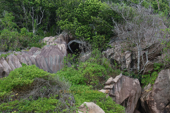 Vegetation im Hinterland des Petite Anse