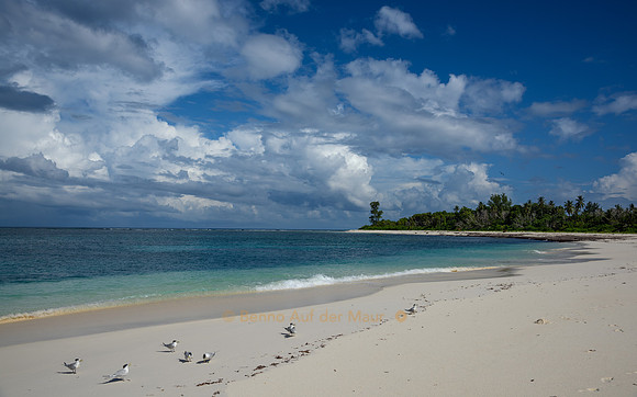 Eilseeschwalbe am Marie France's Beach