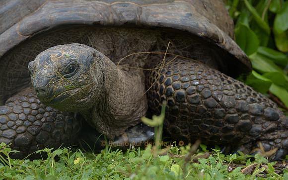 Porträt einer der über 20 Aldabra-Riesenschildkröten auf Bird Island