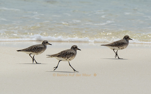 Drei Kiebitzregenpfeifer auf Strandspaziergang