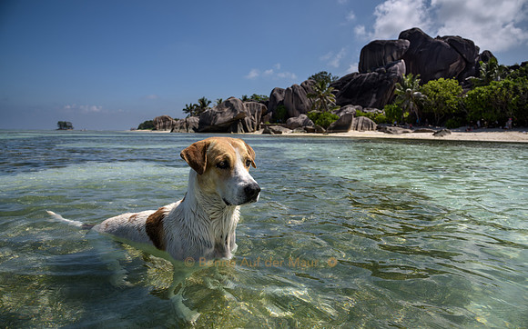 Strandhund am Anse Source d’Argent