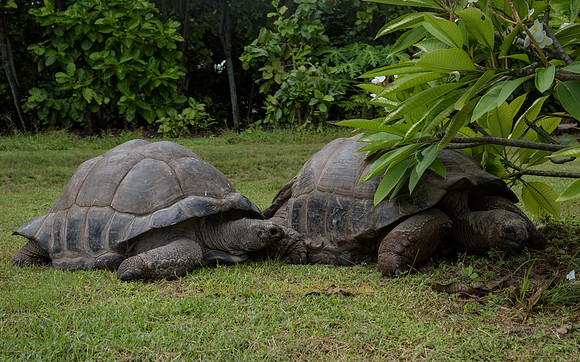 Zwei Aldabra-Riesenschildkröten