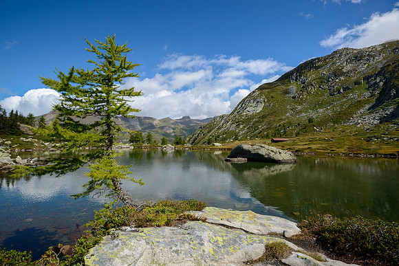 Eine junge Lärche reckt sich am Mässersee in den Himmel