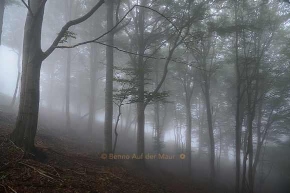Wald im Nebel bei Pian di Bo