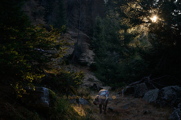 Sonnen-Spotlight im Wald