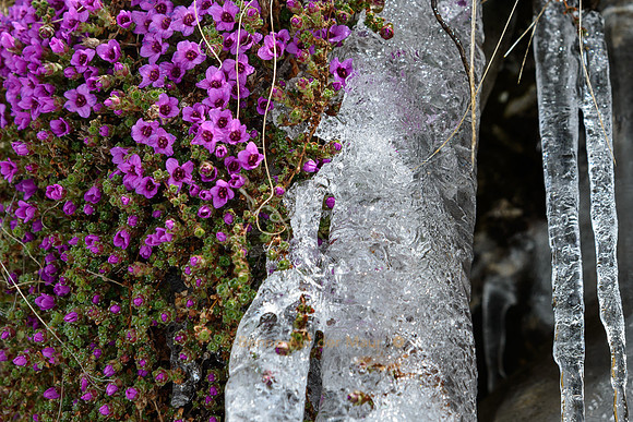 Eiszapfen überdecken Bergblumen