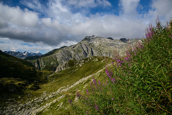 Alpenblumen blühen an den Hängen des Monte Prosa