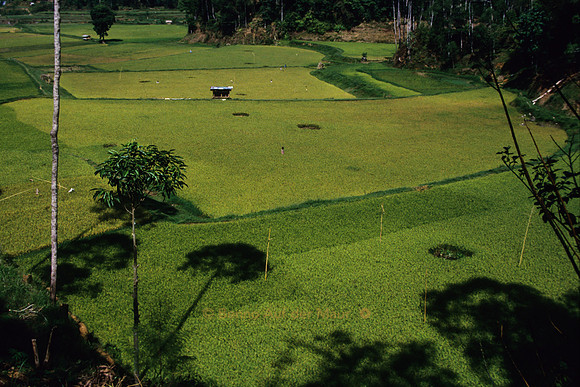 Reisfelder; Nähe Rantepao, Tana Toraja – Zentral-Sulawesi