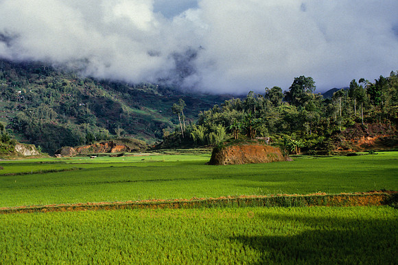 Reisfelder; Nähe Rantepao, Tana Toraja – Zentral-Sulawesi