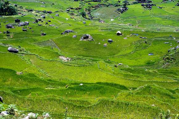 Reisterassen; Nähe Rantepao, Tana Toraja – Zentral-Sulawesi