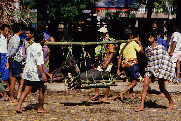Männer tragen zwei Schweine an Bambusstangen und bringen sie zum Marktplatz; Nähe Rantepao, Tana Toraja – Zentral-Sulawesi