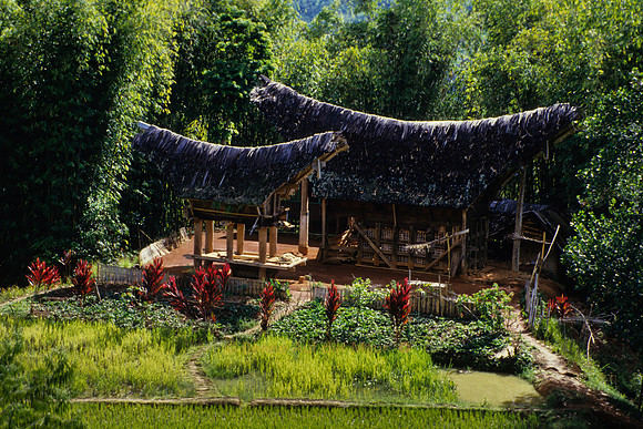 Traditionelle Häuser (tongkonan); Nähe Rantepao, Tana Toraja – Zentral-Sulawesi