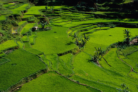 Reisterassen; Nähe Rantepao, Tana Toraja – Zentral-Sulawesi