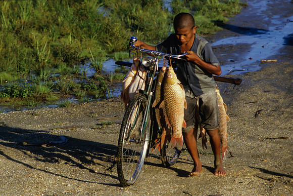 Fischerjunge transportiert Fische mit seinem Fahrrad; Poso-See (Danu Poso), Pendolo – Zentral-Sulawesi