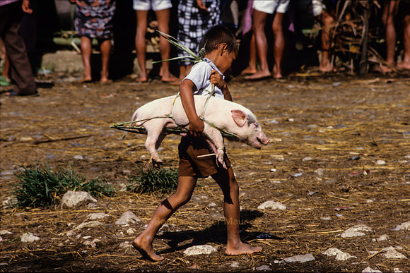 Junge bringt Ferkel zum Marktplatz; Nähe Rantepao, Tana Toraja – Zentral-Sulawesi