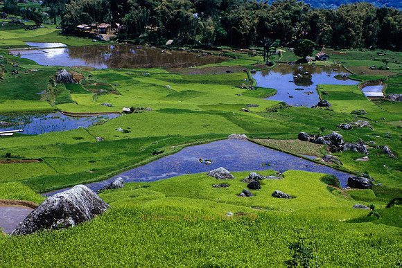 Reisterassen; Nähe Rantepao, Tana Toraja – Zentral-Sulawesi