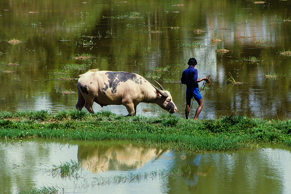 Mann mit Wasserbüffel; Nähe Rantepao, Tana Toraja – Zentral-Sulawesi