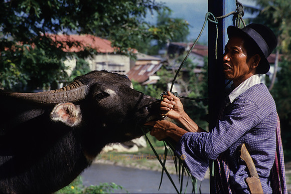 Mann mit seinem Büffel am Markt; ; Nähe Rantepao, Tana Toraja – Zentral-Sulawesi