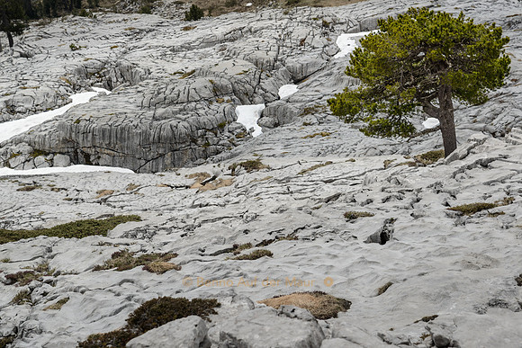 Mitten in der kargen Karrenlandschaft