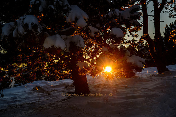 Sonnenuntergang zwischen Föhrenwäldchen im Winter