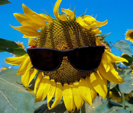 Sonnenblume mit Sonnenbrille ;-)