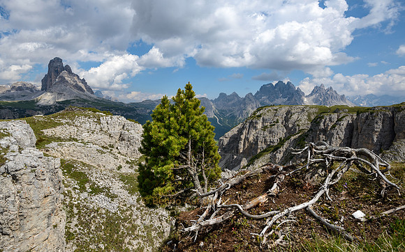 Die Wurzeln einer Bergkiefer klammern sich an einem Abhang