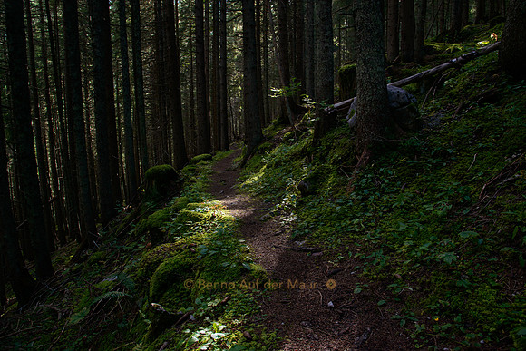 Ein idyllischer Waldweg im Bauwald